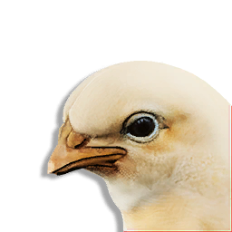 Chick Vestige