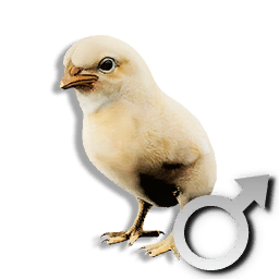 Cryogenically Frozen Chick (Male)