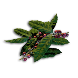 Coffee Bean