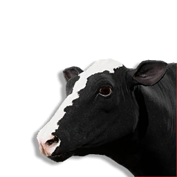 Cow Vestige