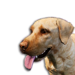 Golden Labrador Vestige
