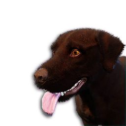 Chocolate Labrador Vestige