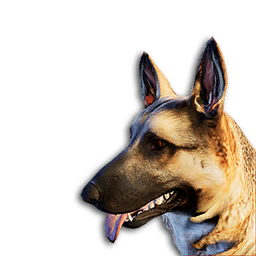 German Shepherd Vestige