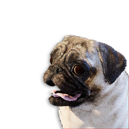 Pug Vestige