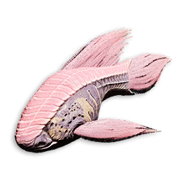 Coral Tang
