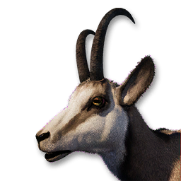 Chamois Vestige