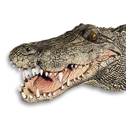 Crocodile Vestige