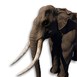 Elephant Vestige