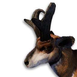 Pronghorn Vestige