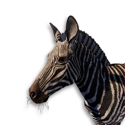 Zebra Vestige