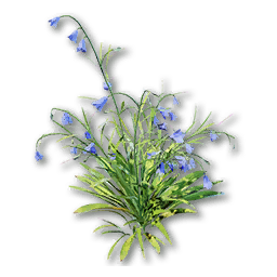 Wildflower (Bluebell)