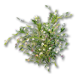 Wildflower (Daisy)