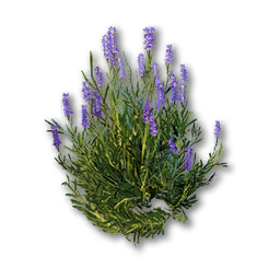 Wildflower (Lavender)