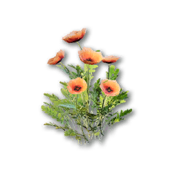 Wildflower (Poppy)