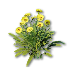 Wildflower (Strawflower)