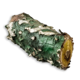 Infected Bark