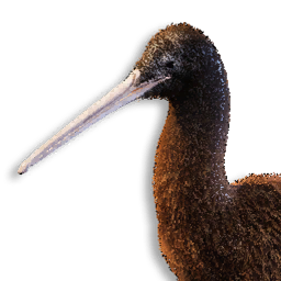 Kiwi Vestige