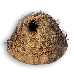 Makeshift Kiwi Nest
