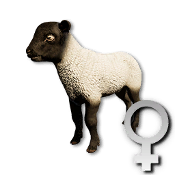 Cryogenically Frozen Lamb (Female)