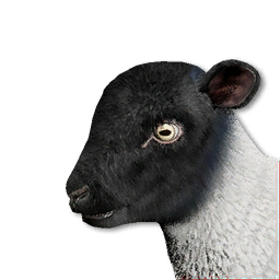 Lamb Vestige