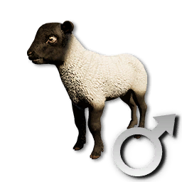Cryogenically Frozen Lamb (Male)
