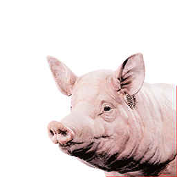 Pig Vestige