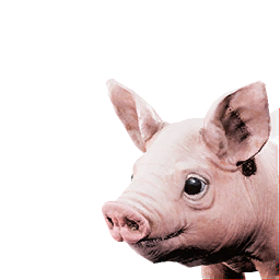 Piglet Vestige