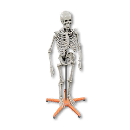 Skeleton Stand