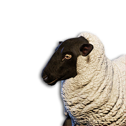 Sheep Vestige