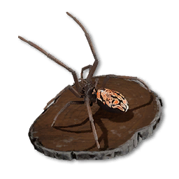 Spider Trophy