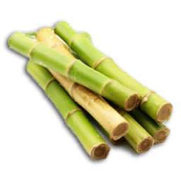 Sugar Cane