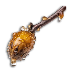 Tree Sap