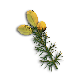 Gorse Flower