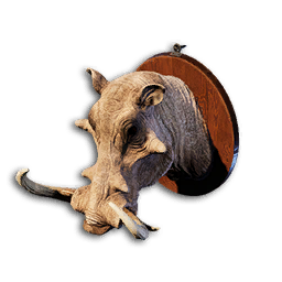 Wild Boar Trophy