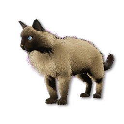 Cryogenically Frozen Himalayan Seal Point Cat