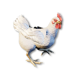 Cryogenically Frozen Chicken