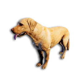 Cryogenically Frozen Golden Labrador