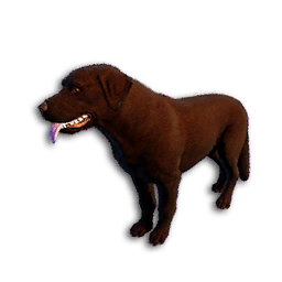 Cryogenically Frozen Chocolate Labrador