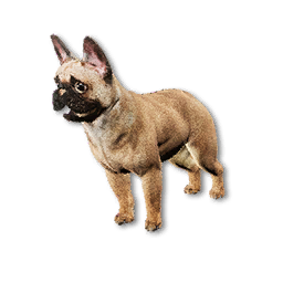 Cryogenically Frozen French Bulldog