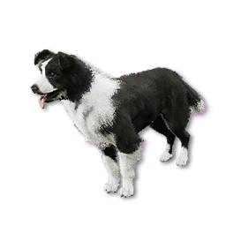 Cryogenically Frozen Border Collie