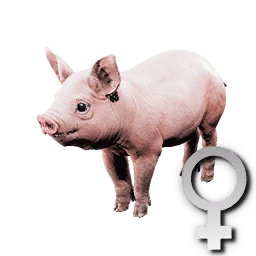 Cryogenically Frozen Piglet (Female)