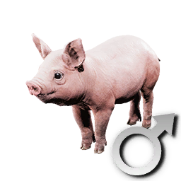 Cryogenically Frozen Piglet (Male)