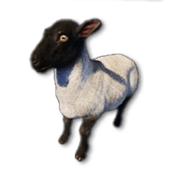 Cryogenically Frozen Sheep