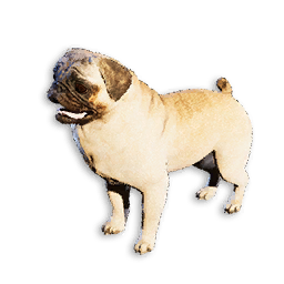 Cryogenically Frozen Pug