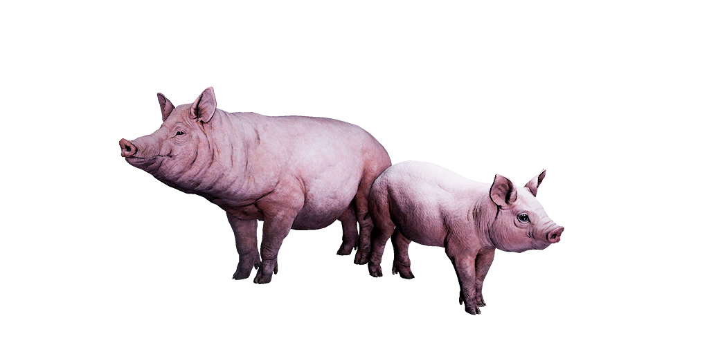 Pig