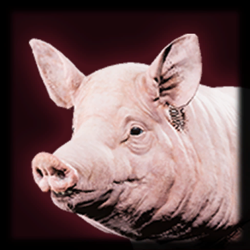 Pig