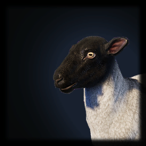 Sheep